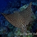 ray_eagle_wolf_h_0016_ecu0484.jpg